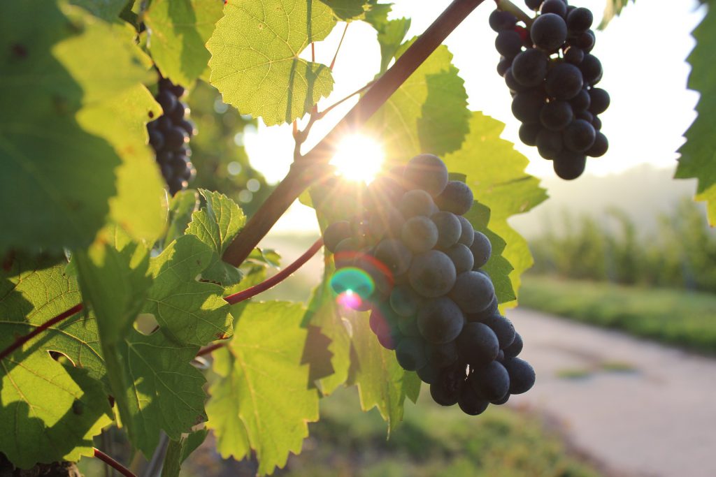 grapes-984493_1920